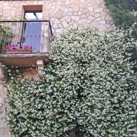 Dell'olivo Bianco Willa Castion Veronese